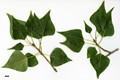 SpeciesSub: subsp. betulifolia